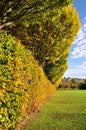 Autumn Hedgerow