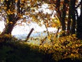 Autumn hedgerow