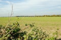 Autumn hedgerow, Hampshire