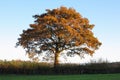 Autumn Hedgerow Oak Royalty Free Stock Photo