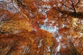 Autumn colors in a landscape in the forest. Colored leaves and blue sky. Autumn background Royalty Free Stock Photo