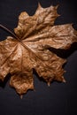 Autumn is her, close up fall leaf and texture, macro shot in studio on black background Royalty Free Stock Photo