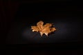 Autumn is her, close up fall leaf and texture, macro shot in studio on black background Royalty Free Stock Photo