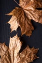 Autumn is her, close up fall leaf and texture, macro shot in studio on black background Royalty Free Stock Photo