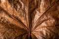 Autumn is her, close up fall leaf and texture, macro shot in studio on black background Royalty Free Stock Photo