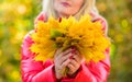 Autumn is her favorite season of year. Female hold bunch maple leaves. Woman walk in autumn park. Lady posing with