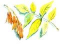 Autumn herbarium, autumn yellow ash leaf and ash seeds, watercolor painting on white background