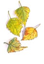 Autumn herbarium, yellow green autumn birch leaves on a white background, watercolor pattern, botanical sketch