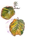 Autumn herbarium, yellow green brown alder autumn leaves on a white background, watercolor drawing