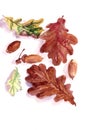 Autumn herbarium, yellow green brown autumn oak leaves and acorns on a white background, watercolor pattern
