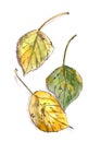 Autumn herbarium, yellow green brown autumn poplar leaves on a white background, watercolor drawing