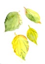 Autumn herbarium, yellow green mock orange autumn leaves on a white background, watercolor drawing
