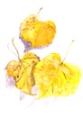 Autumn herbarium, yellow autumn Linden leaves on a white background, watercolor pattern, botanical sketch