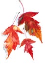 Autumn herbarium, yellow red autumn maple Acer Ginnala leaves on a white background, watercolor pattern, botanical sketch