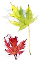 Autumn herbarium, yellow red autumn maple Acer saccharinum leaves on a white background, watercolor pattern, botanical sketch Royalty Free Stock Photo