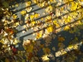 Autumn is here. Bright yellow orange dry fallen maple leaves on ground. Geometric shadow of fence on earth. Foliage. Ecology Royalty Free Stock Photo