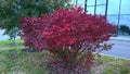 Autumn is here. Burning Bush Euonymus alatus with fiery red fall foliage color in city. Winged spindle. Flowering plant in the fam Royalty Free Stock Photo