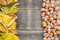 Hazelnuts and dry leaves in a rustic, wooden background Royalty Free Stock Photo