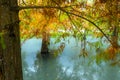 Autumn, lake, larch, leaves, turning red Royalty Free Stock Photo