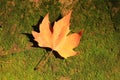 Autumn maple