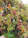 Autumn is here wild blackberries brambles ripening in the sun. vines and leaves Royalty Free Stock Photo