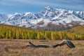 Autumn highland landscape. Picturesque driftwood is on foreground and larch forest with snow mountains are on background
