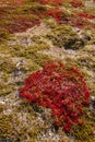 autumn highland plants background in Norway Gamle Strynefjellsvegen