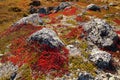 autumn highland plants background in Norway Gamle Strynefjellsvegen