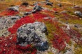 Autumn highland plants background in Norway Gamle Strynefjellsve