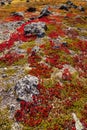 Autumn highland plants background in Norway Gamle Strynefjellsve