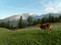 Autumn hiking and mountaineeting in brandenburger alpen in austria