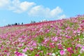 Autumn in Hitachi Seaside Park