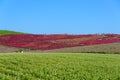 Autumn in Hitachi Seaside Park