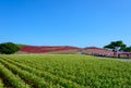 Autumn in Hitachi Seaside Park