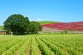 Autumn in Hitachi Seaside Park