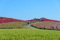 Autumn in Hitachi Seaside Park