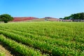 Autumn in Hitachi Seaside Park