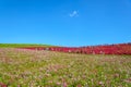 Autumn in Hitachi Seaside Park