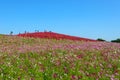 Autumn in Hitachi Seaside Park