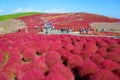 Autumn in Hitachi Seaside Park Royalty Free Stock Photo