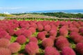 Autumn in Hitachi Seaside Park