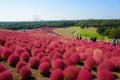 Autumn in Hitachi Seaside Park