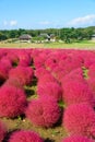 Autumn in Hitachi Seaside Park Royalty Free Stock Photo