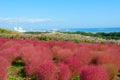 Autumn in Hitachi Seaside Park Royalty Free Stock Photo