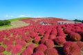 Autumn in Hitachi Seaside Park