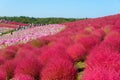 Autumn in Hitachi Seaside Park Royalty Free Stock Photo