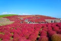 Autumn in Hitachi Seaside Park