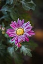 CLose up Rare pink Chrysanthemum. Autumn hoarfrost flower. Chrysanthemum zawadskii.