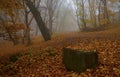 Autumn in Hoia-Baciu Forest, Cluj Royalty Free Stock Photo