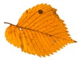 autumn holey leaf of elm tree isolated